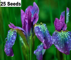 Usa Seller 25 Seeds Iris Flower Purple Green Blue Garden Plants