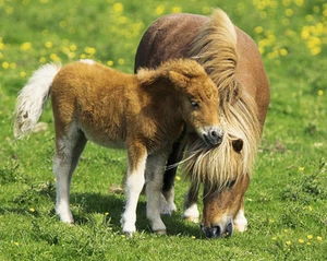 ANIMAL POSTER Two Ponies - Picture 1 of 1