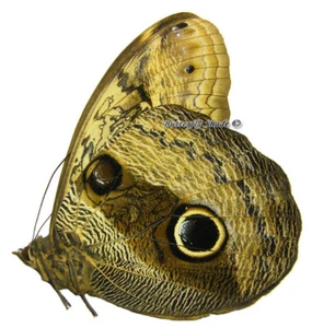 Unmounted Butterfly/Nymphalidae - Caligo placidianus, M, Peru - Picture 1 of 1