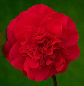 Camellia japonica cv MARIA ANTONIETTA - Imagen 1 de 3