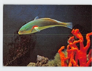 Postcard Male Red Shoulder Wrasse Fish - Picture 1 of 2
