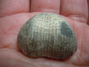 Sehr altes Brachiopod Muschel fossiler Stein Probe - Kansas City USA 13,7 Gramm - Bild 1 von 12