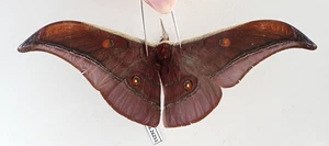 SA26251. Insects, butterflies: Antheraea sp. Vietnam, Yen Bai - Picture 1 of 3