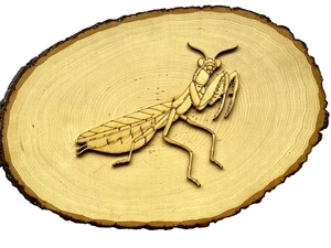 8" Wooden PRAYING MANTIS Insect WALL PLAQUE/MOUNT Ready-to-Hang - DESK DISPLAY - Picture 1 of 6