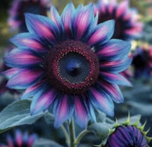 20+ NEW Blue/Pink Sunflower Seeds Helianthus Annuus Pretty Flowers Garden - Picture 1 of 1