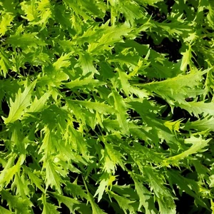Mizuna Seeds, Japanese Mustard Green, Non-GMO, Fast Growing, Free Shipping - Picture 1 of 2