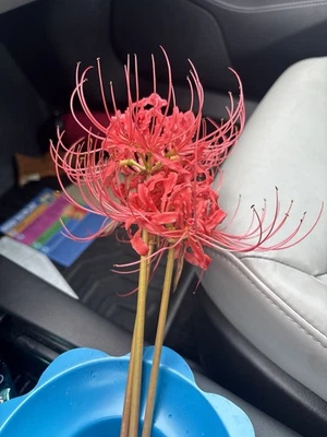 Red Spider Lily Bulb - Image 1 of 3