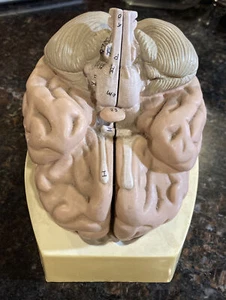 Vintage Model Of Human Brain By Somso West Germany 4 Parts Accurate Oddity - Picture 1 of 12
