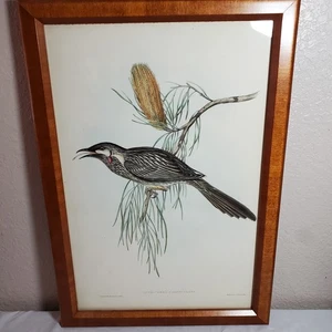 Impresión de pájaro de Australia J. Gould “Red Wattlebird” - Hullmandel & Walton - Enmarcado - Imagen 1 de 8