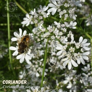 4000 Samen Echter Koriander - Coriandrum sativum - Kraut Gewürz Coriander - Imagen 1 de 4