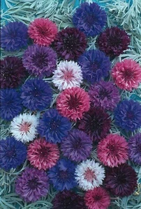 Cornflower Polka Dot Mix x 12 Plants READY NOW! - Picture 1 of 1