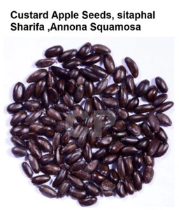 Custard Apple Seeds Sitaphal Sugar Apple Sharifa Annona Squamosa 100gm (3.5 OZ)' - Picture 1 of 1