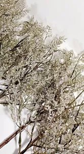 Christmas 7 Iridescent Sugared Picks 8" With Numerous Branches - Picture 1 of 8