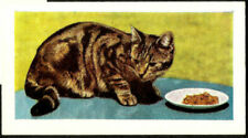TABBY CAT, HORNIMAN´S TEA TRADE CARD, SERIES PETS, YEAR 1960, CARD # 4