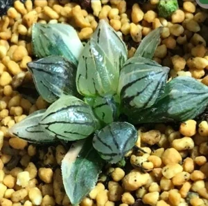  Haworthia Atrofusca mutant " Watermelon " variegated Rare Succulent - Picture 1 of 10