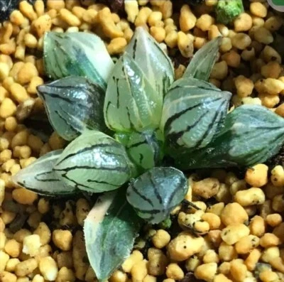  Haworthia Atrofusca mutant " Watermelon " variegated Rare Succulent - Image 1 of 4