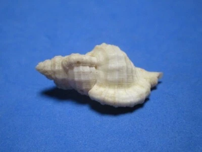 Cymatium mundum Gould, 1849 "SOLOMON ISLANDS!" (33.6mm) - Image 1 of 4