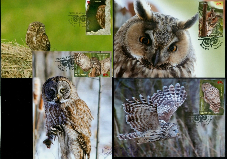 2013 Owls,Great Grey Owl,Long-eared owl,Little owl,Eulen,Romania,6721,maxi cards - Image 1 of 1