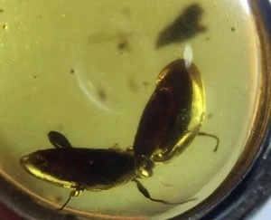 Ultra Rare Two Diving Beetle kiss Dytiscidae Myanmar Fossil Amber Museum Quality - Bild 1 von 5