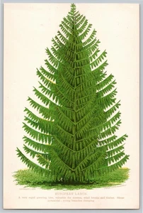 European Larch Tree from Seed Salesman's Catalog Litho Botanical Antique Print - Picture 1 of 3