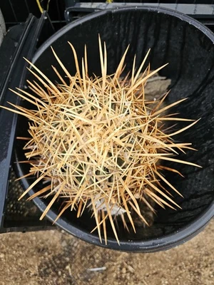 E. Xeranthemoides Cactus, 6" W, 12” T - Image 1 of 4