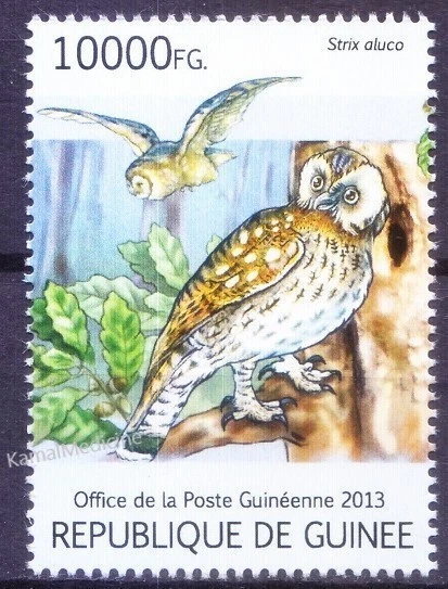 Guinea 2013 MNH, Tawny Owl, Birds of Prey [Gq] Foto 1 de 1