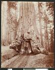 Horse And Buggy Making Its Way Through Big Tree Towards Wawona In - Old Photo