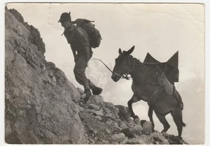 MILITARI - DOBBIACO - GRUPPO ARTIGLIERIA DA MONTAGNA ASIAGO - TASI E TIRA -29453 - Picture 1 of 1