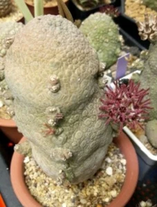 Pseudolithos Migiurtinus Plantas Suculentas Arraigadas Certificado Fitosanitario - Imagen 1 de 3