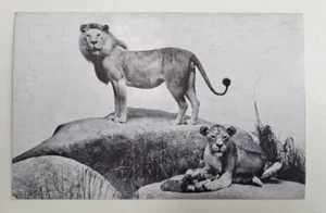 Vintage Postkarte African Lions Chicago Natural History Museum c1940 Chicago IL - Bild 1 von 2