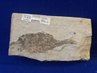 Diplomystus Fossil Fish from the Eocene Green River Formation of Wyoming 4” Nice