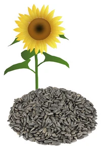 Sonnenblumenkerne schwarz 25 kg im Papiersack Wild Vogel Futter NEUE ERNTE 25 - Bild 1 von 2