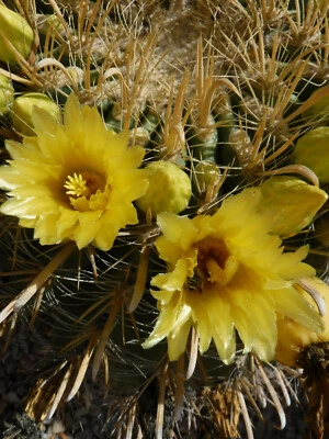 Кактус Ferocactus wislizeni «Fishhook Barrel» ЖЕЛТЫЕ ШИПЫ/ЦВЕТЫ! Горшок 3,25 дюйма  - Изображение 1 из 4