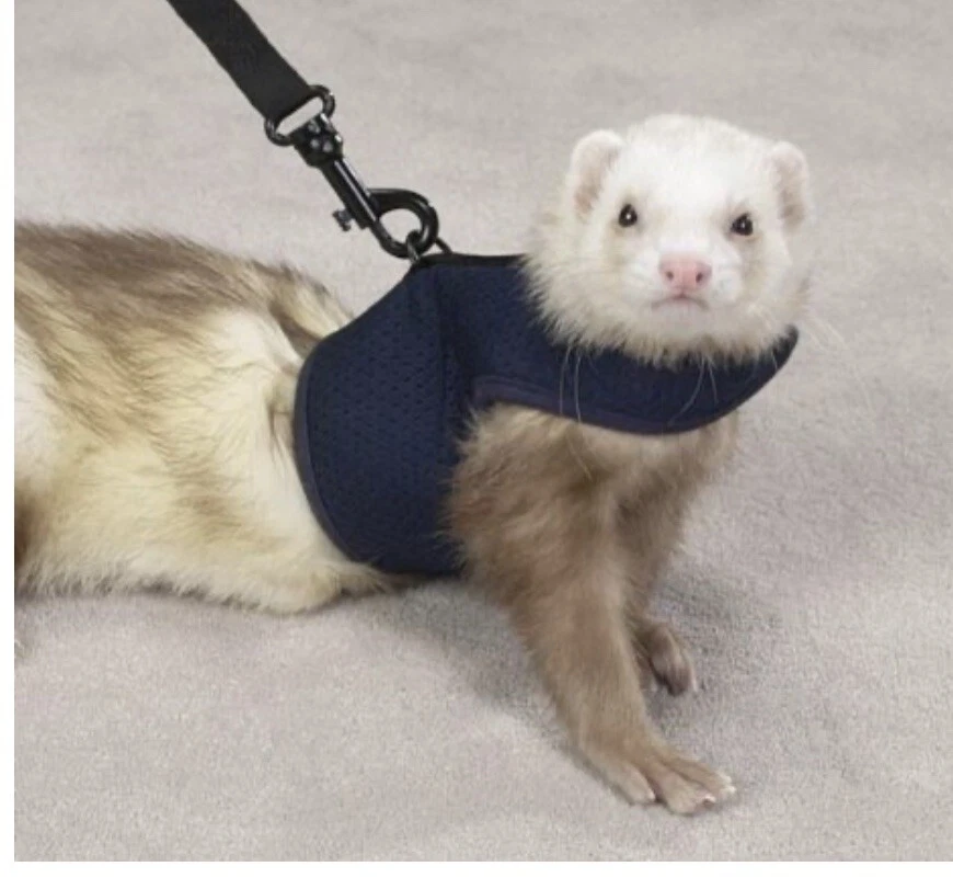 BIDDIE BUDDIES New Ferret Harness & Lead Navy Blue Large Fits Girths 7” To 10”