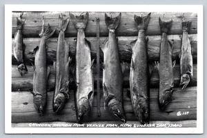 Postcard RPPC Chinook Salmon Yankee Fork Sunbeam Dam Idaho 1956 Posted Stamp ID - Picture 1 of 2