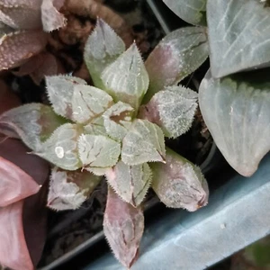 haworthia ice cube,   about 6cm diameter  succulent  - Picture 1 of 2