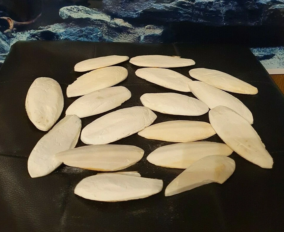 20 Sepiaschalen ca. 7-12cm - Sepia Pickstein Schnabel Vögel & Reptilien - Bild 1 von 1