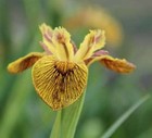 Iris pseudacorus 'Berlin Tiger' - Marginal Pond Plants - Water Plants - MP059