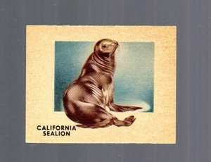 Animals of the World Card # 144 - TOPPS (1951) Sealion - Picture 1 of 2