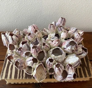 Pink Barnacle Coral Beach Decor Natural Decor Element - Picture 1 of 4