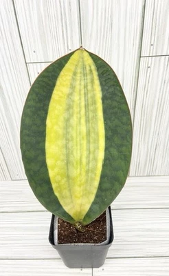 Sansevieria Mason’s Congo Variegated/whale Fin Plant US Seller#770 - Image 1 of 4