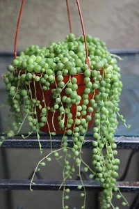 String of Pearls Live Trailing Plant in 2" 4" 6" Pot - Picture 1 of 10