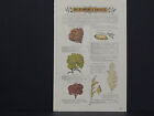 James Vick Seed Catalog Rocheter, N.Y. Flowers/ Vegetables, Hand Colored S#23