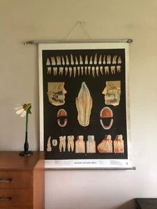 Carta escolar vintage DIENTES en salud y enfermedad ANATOMÍA DIENTE DENTAL educativo - Imagen 1 de 12