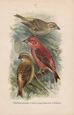 Fichtenkreuzschnabel Kiefernkreuzschnabel  Lithographie von 1922         