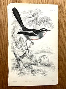 Handkoloriertes SWAINSON & LIZARS LANGSCHWÄNZIGES AFRIKANISCHES TODY Buch Gravur Druck - Bild 1 von 1