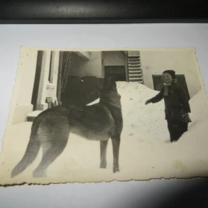 Antik 30er Jahre " Kleines Mädchen & großer Deutscher Schäferhund " Winter - Rumänien - Bild 1 von 6