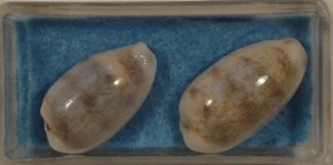 Cypraea Interrupta 2 Shells 20+22mm Romeswavan India - Bild 1 von 4