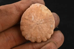 Oursin fossile Rotuloidea Fimbriata Maroc Eocene sand dollar 36mm - Picture 1 of 4