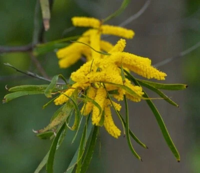 RASPBERRY JAM TREE 20 SEEDS ACACIA ACUMINATA SCENTED FLOWERING NATIVE - Image 1 of 4